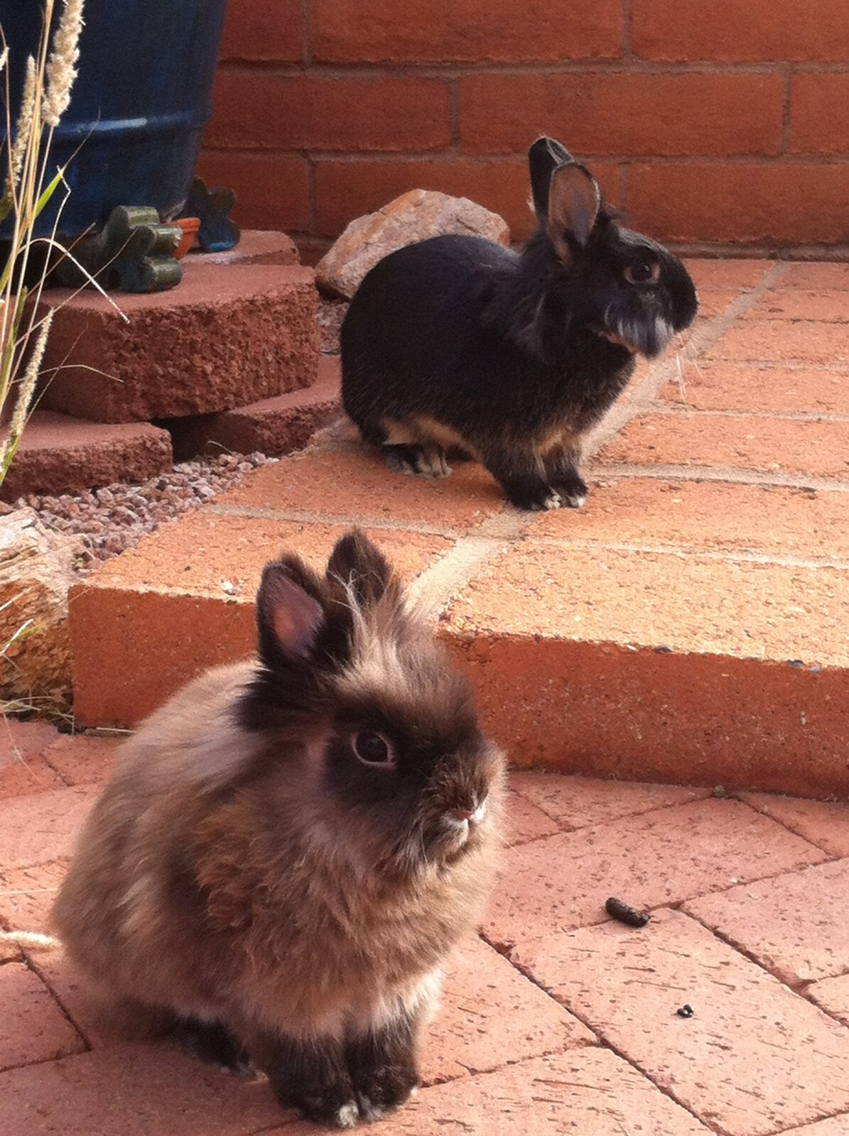 Isaac and Rocko, two rabbits by a brick wall