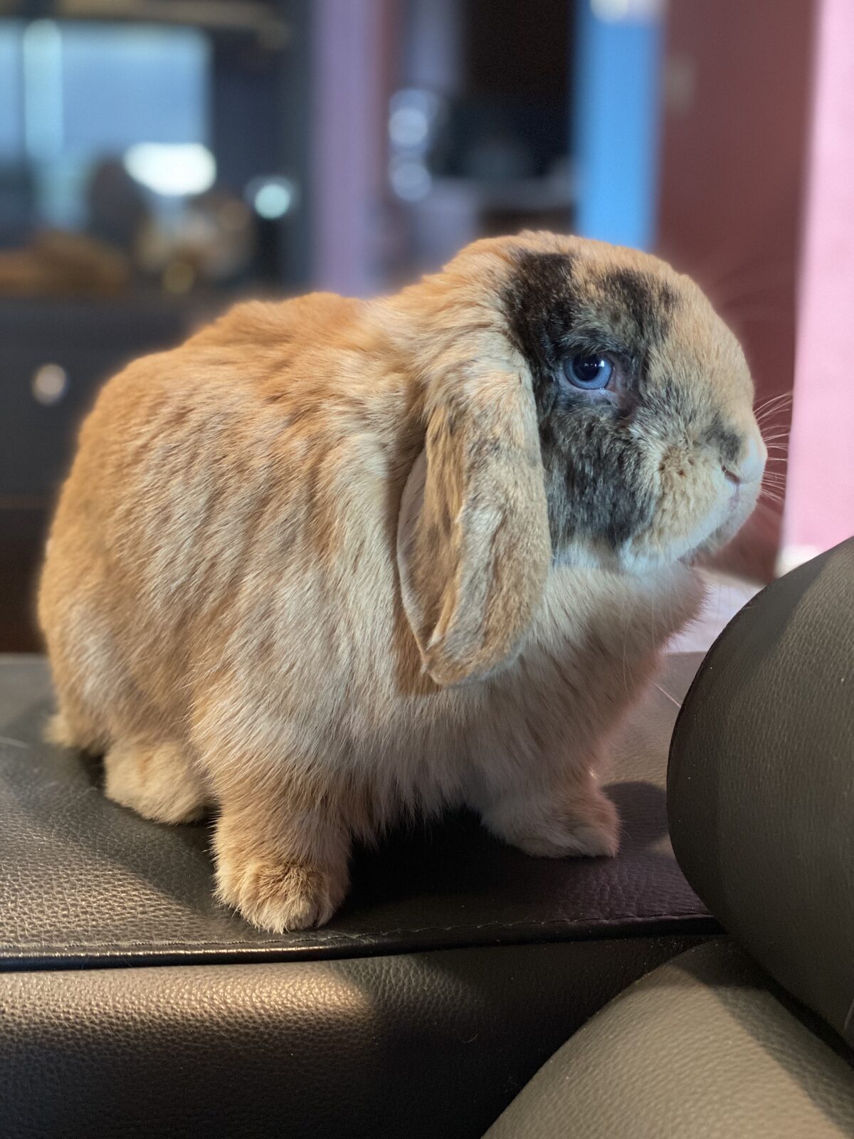 Mochi from her mischievous angle, looking sly