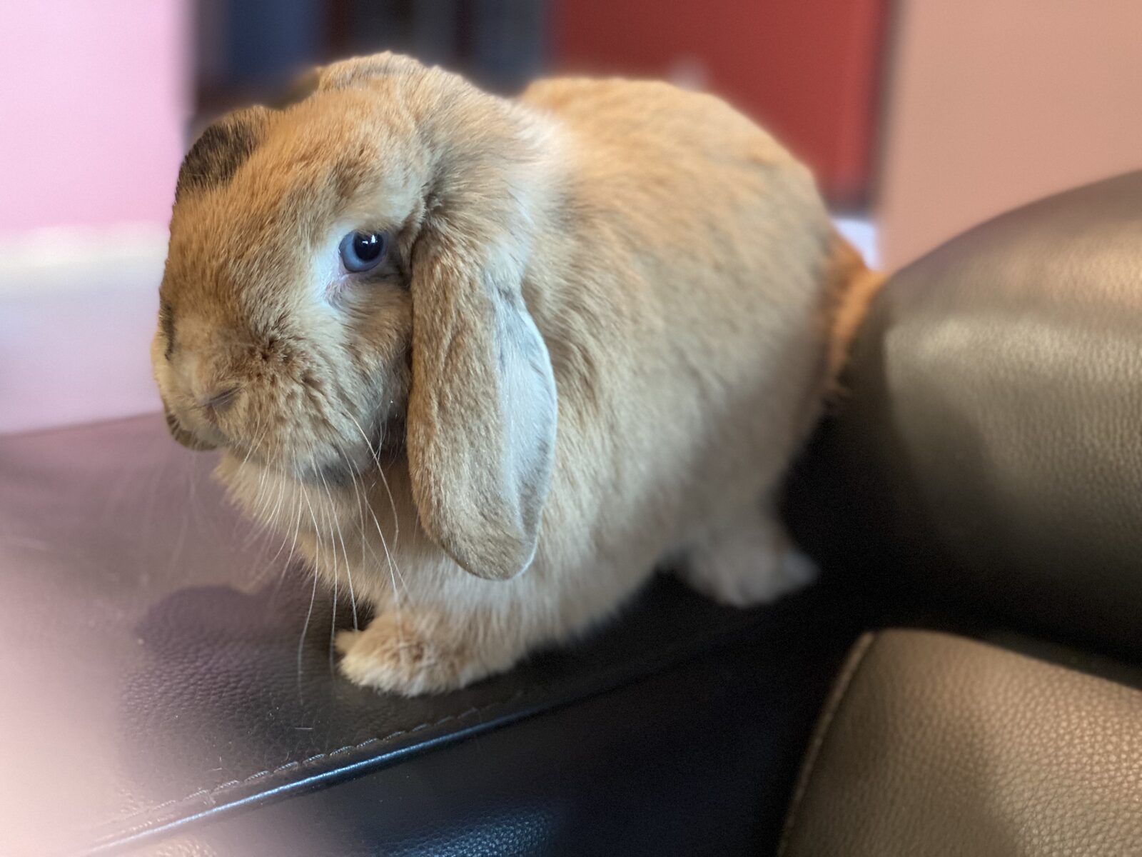 Mochi, a fawn lop rabbit, looking sweet