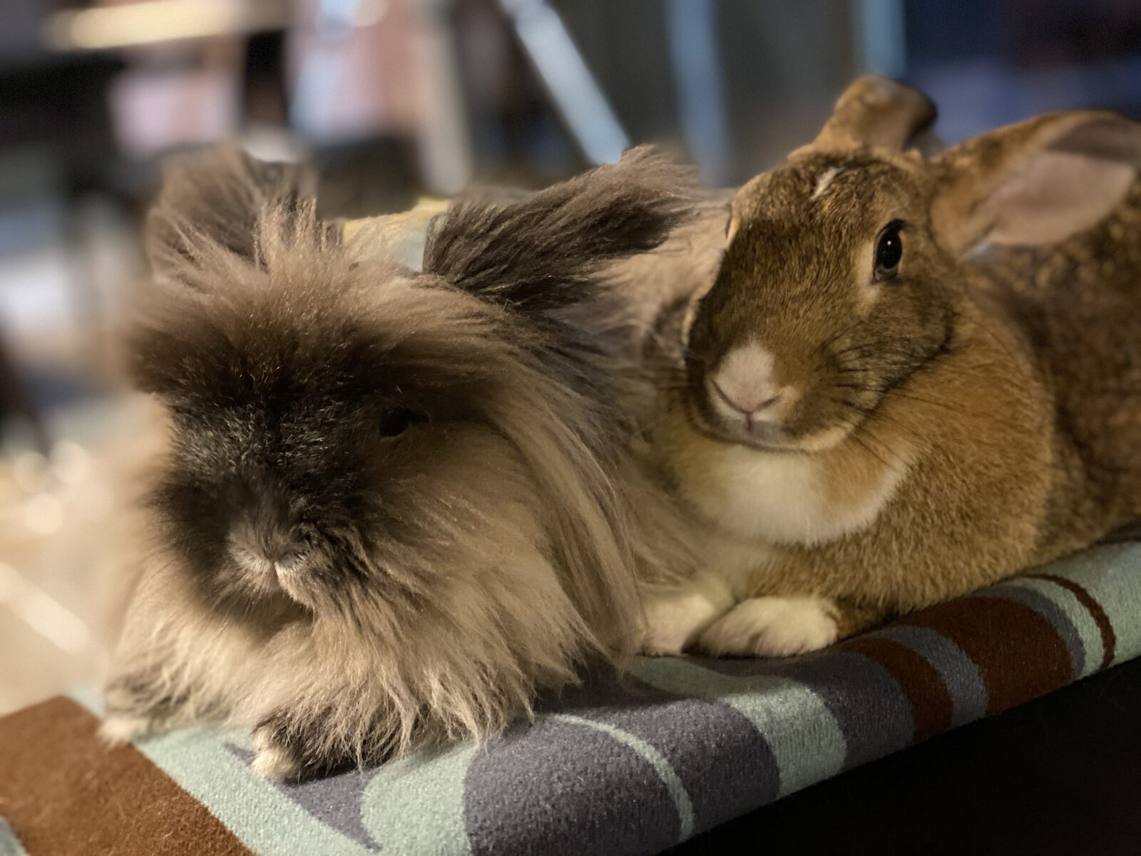 Ziggy and Princess, a fuzzy lionhead and a smooth brown rabbit snuggled together